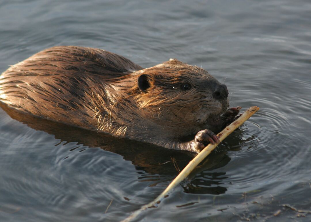 Answer #19: What are beavers?
